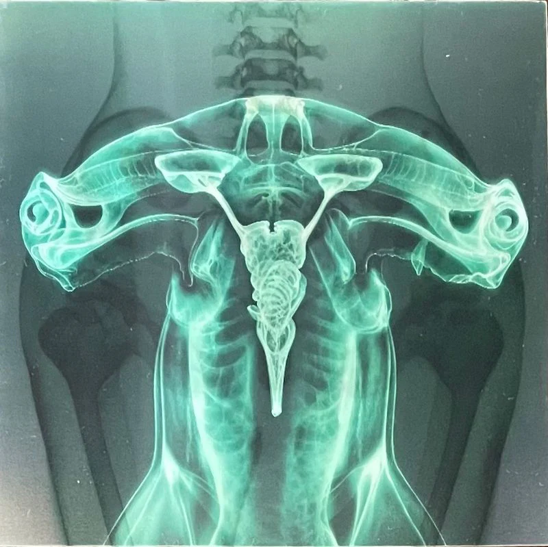Shark Brain / Dolphin - Image 2