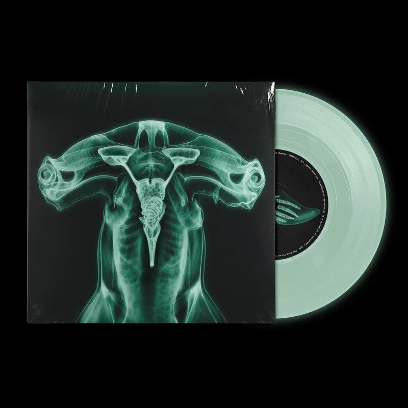Shark Brain / Dolphin - Image 4